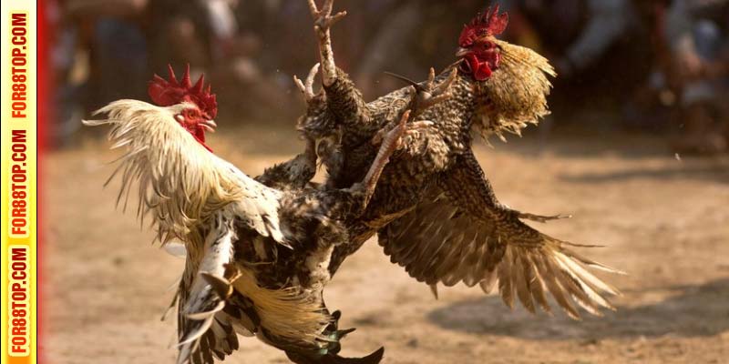 Đặt cược dễ dàng, trả thưởng cực cao cùng đá gà For88