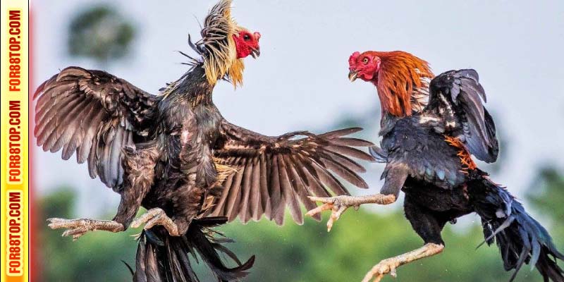 Giới thiệu 2 sảnh cược đá gà For88 phổ biến